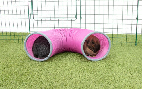 Rabbits in Zippi play tunnel
