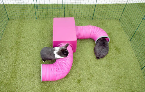 Kaninchen klettern auf Zippi unterschlupf und spieltunnel