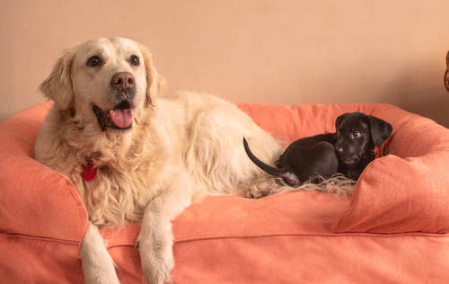 a large white dog and a small black dog on a large 42 pink bolster bed