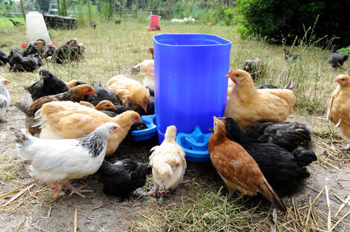 Alla kycklingar kommer att älska att dricka ur maxi cup drickaren.