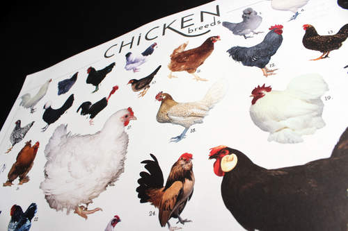 Kylling plakat nærbilde øvre