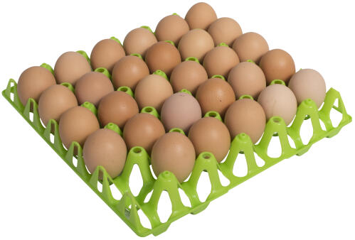 Bandeja de huevos verdes gaun