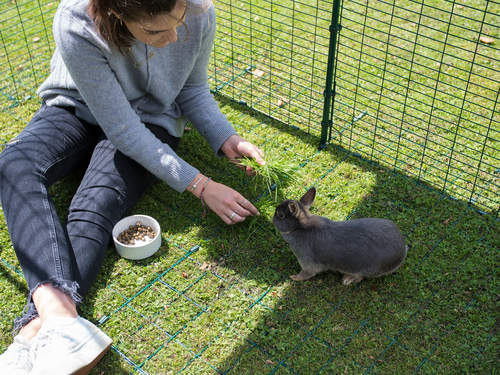 Ein mädchen füttert ein graues kaninchen in einem auslaufgehege