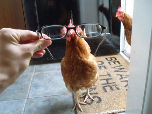 Funny chicken with glasses