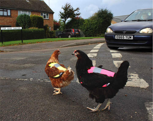 Sorgen sie dafür, dass hühner im straßenverkehr sicher sind!