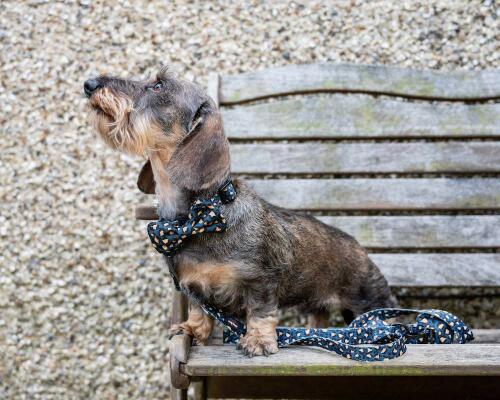 Hund i en benk med hans leoparddesign halsbånd og bly