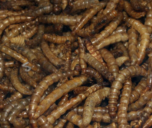 Nature's Grub Dried Mealworms
