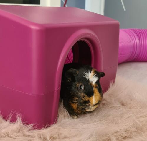 Farvestrålende spættet marsvin i en pink Omlet shelter med en tube på et fluffy tæppe indendørs