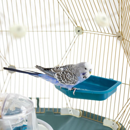 Budgie in Bird Bath in Geo Bird Cage with Gold Cage and Teal Base