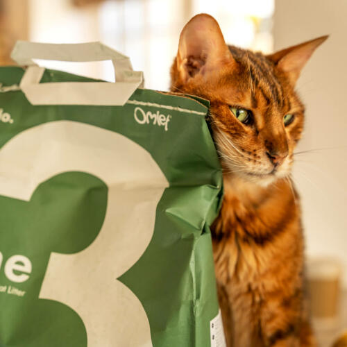Kot tabby opierający się o zieloną torbę z żwirkiem dla kotów