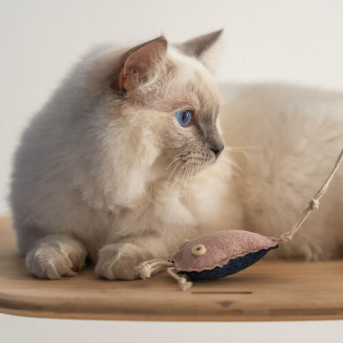 Närbild av vit katt som leker med en manetleksak