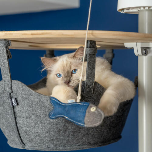Uroczy biały puszysty kot bawiący się zabawkami w hamaku na sięgającym od podłogi do sufitu drzewku dla kotów Omlet 