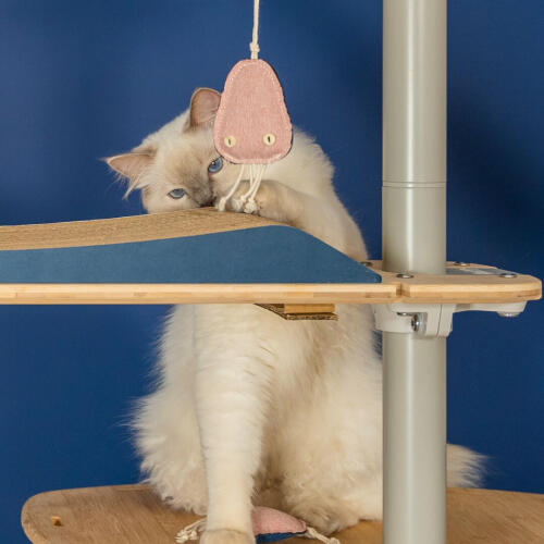 Lindo gato blanco mullido jugando con el juguete de medusa en el árbol de gato de piso a techo Omlet 