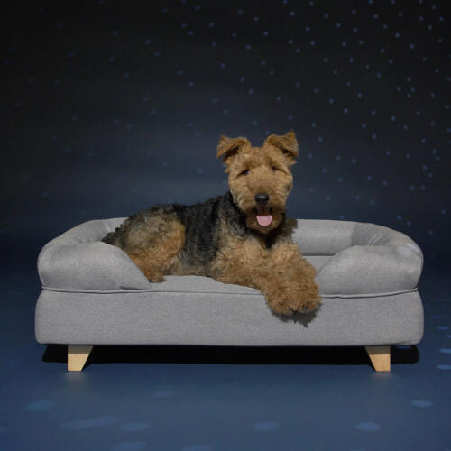 Dog Laying on Omlet Memory Foam Bolster Dog Bed with Square Wooden Feet