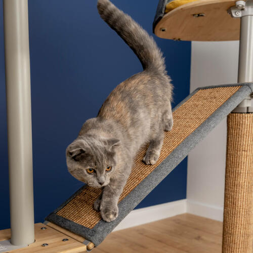Cat on Freestyle indoor-kratzbaum mit austauschbarem sisal, vom boden bis zur decke