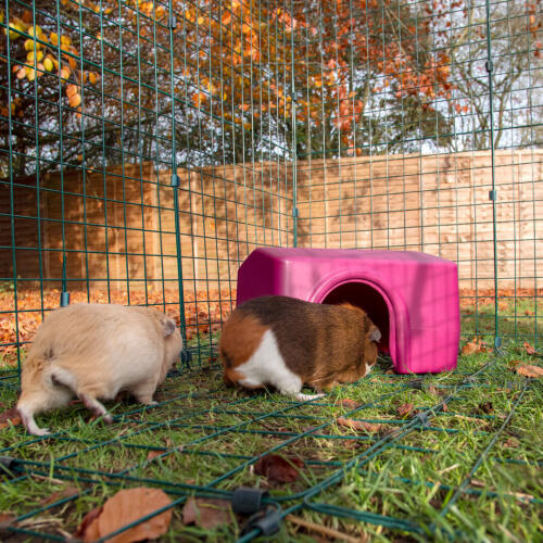 Zwei meerschweinchen, ein braunes und ein weißes, in einem auslauf Goin einem rosa tierheim