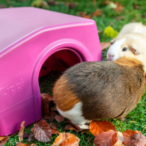 Guinea Pig Coming out of Purple Zippi Shelter