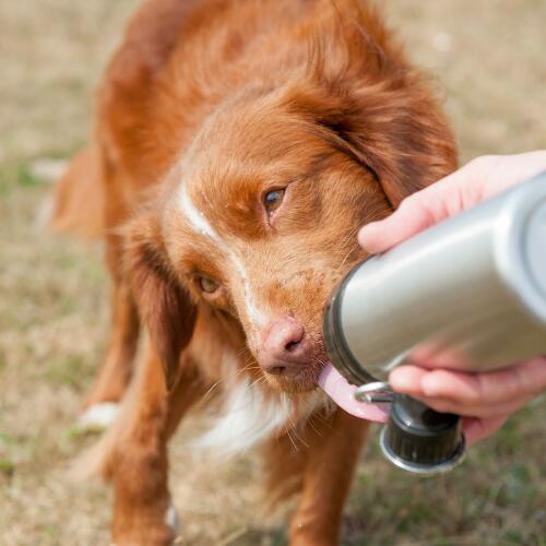 Hund slickar vatten från långa tassar hund vattenflaska