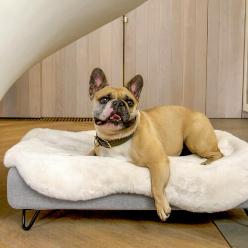Cane seduto su Topology letto per cani con topper in pelle di pecora e piedi neri a forcina