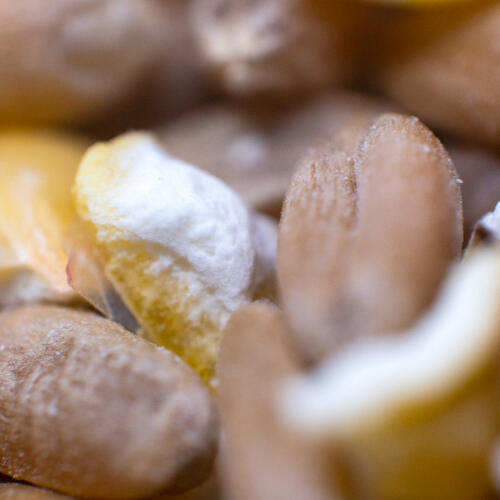 Close up van biologische Omlet kip maïs