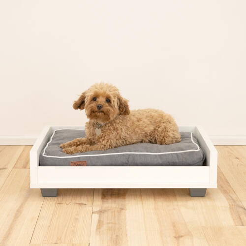 En lille brun fluffy hund, der ligger på en grå og hvid Omlet sovesofa