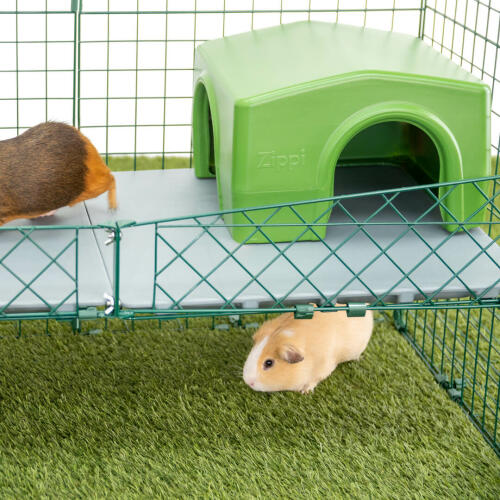 Zippi Platforms give your guinea pigs new ways to exercise, play and explore!