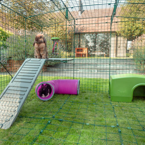 Inside Omlet Zippi Rabbit Playpen with Zippi Platforms, Green Zippi Shelter, Zippi Play Tunnel, Caddi Treat Holder and Two Rabbits