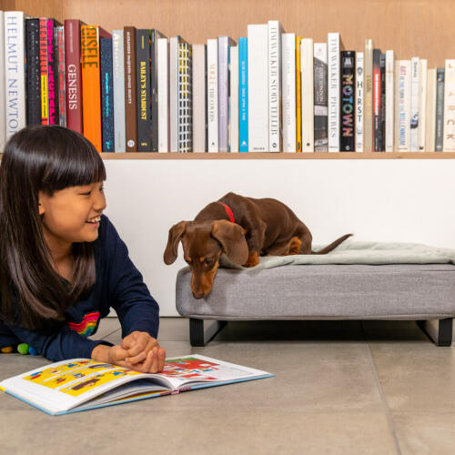 Hund som sitter på Omlet Topology hund säng med quiltat topp och svarta rälsfötter undersöker flickor bok