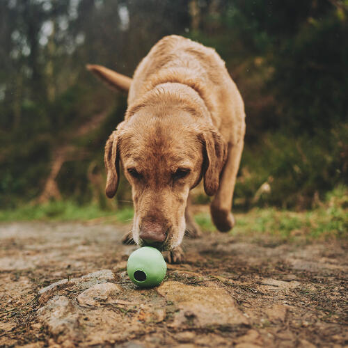 Perro oliendo una pelota de Goma verde