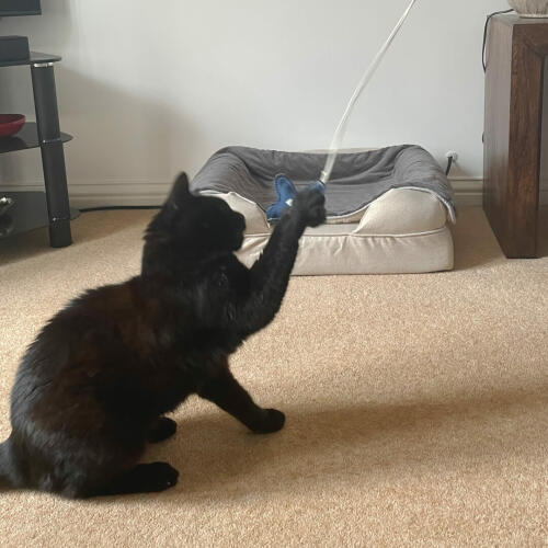 Schwarze katze spielt mit seestern katzenspielzeug