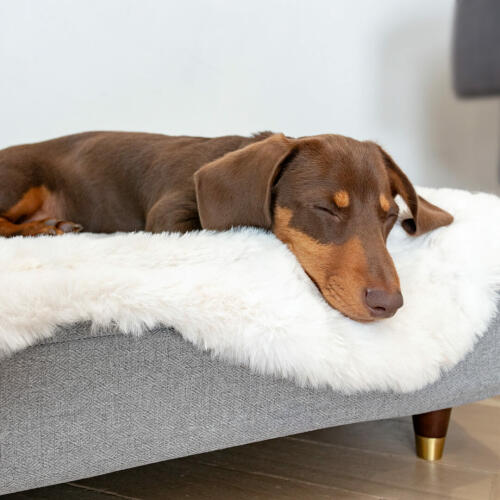 Dog sleeping on Omlet Topology Dog Bed with Sheepskin Topper and Wooden Brass Cap Feet