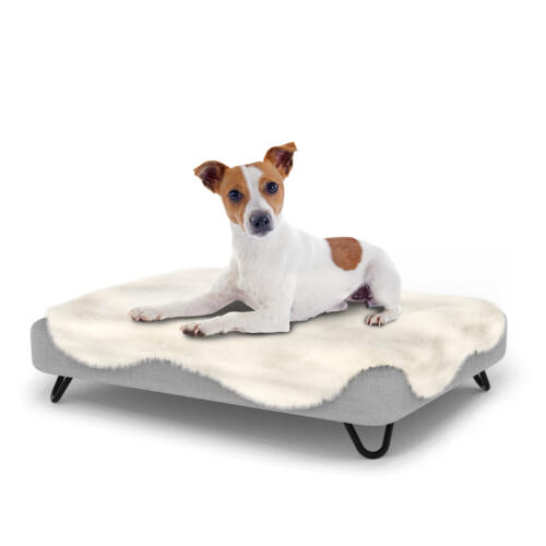 Dog Sitting on a small Topology Dog Bed with Sheepskin Topper and Black Metal Hairpin Feet
