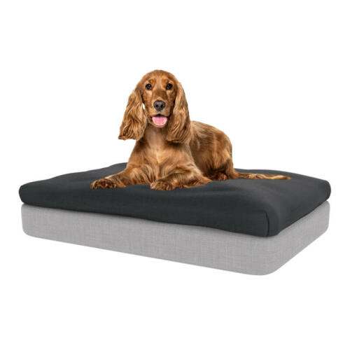 Cocker Spaniel sitting on memory foam mattress and charcoal grey beanbag topper
