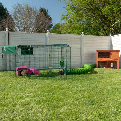 Rabbits in Omlet Zippi Rabbit Playpen with Omlet Zippi Tunnel Connected to Wooden Rabbit Hutch