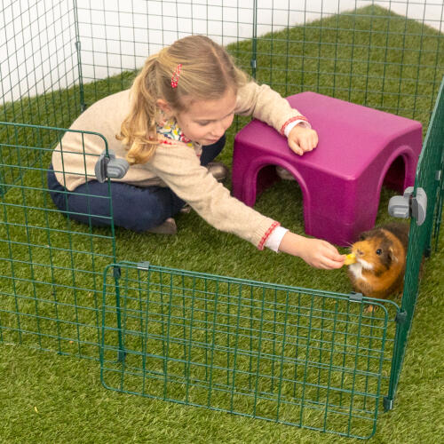 En ung pige fodrer et marsvin i en løbegård med et lilla skjulested for dyr