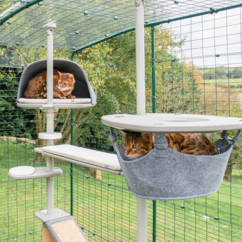 Katter som leker i Omlet utendørs kattetre system i Omlet catio