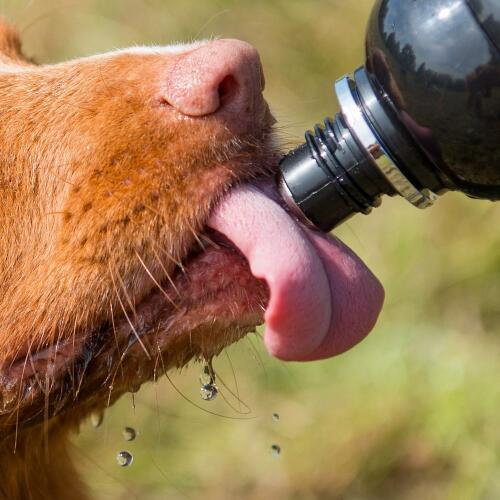 Primo piano del cane che lecca l'acqua dalla bottiglia d'acqua per cani