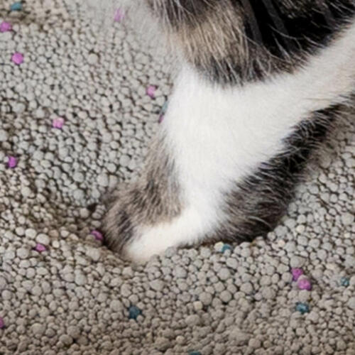 Zampa di gatto nella lettiera per gatti in argilla