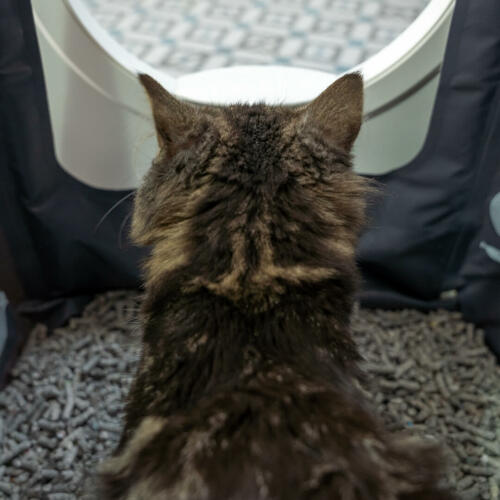 Gatto all'interno di Maya gatto lettiera mobili ottenere privacy