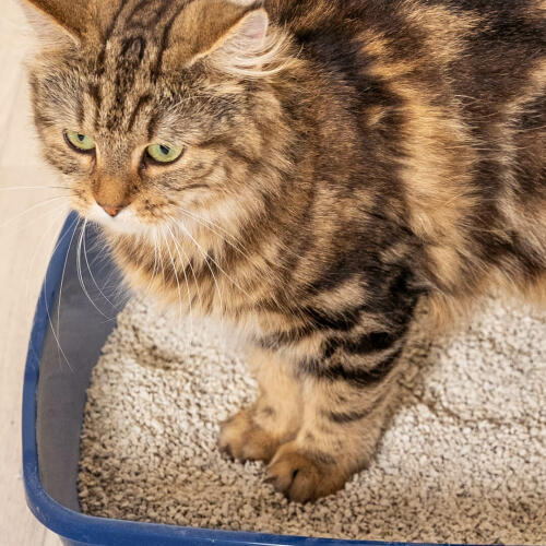 Katt som står i ett kattlådor med tofu-kattströ.