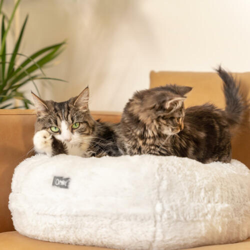 Das Donut Katzennest kann auch als Sofakissen verwendet werden, sodass sich Ihre Katzen noch bequemer ganz in Ihrer Nähe ausruhen können.