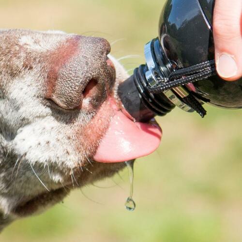 Primo piano del cane che lecca l'acqua dalla bottiglia d'acqua per cani