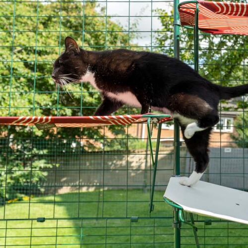 Katt som klatrer opp på rød utendørs kattehylle i Omlet catio