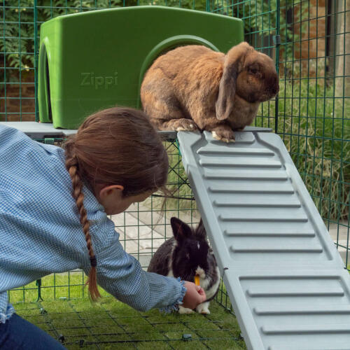 Dwa króliki bawiące się na wybiegu dla królików Omlet Zippi 