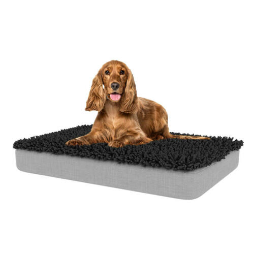 Jack Russell dog Sitting on Medium Topology Dog Bed with Charcoal Grey Microfiber Topper