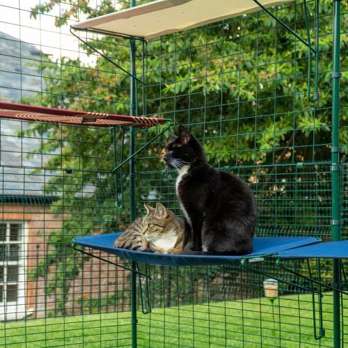 Katte sidder og lægger sig på blå udendørs vandtæt kattehylde i udendørs catio