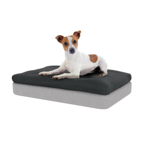Jack Russell sitting on memory foam mattress and charcoal grey beanbag topper