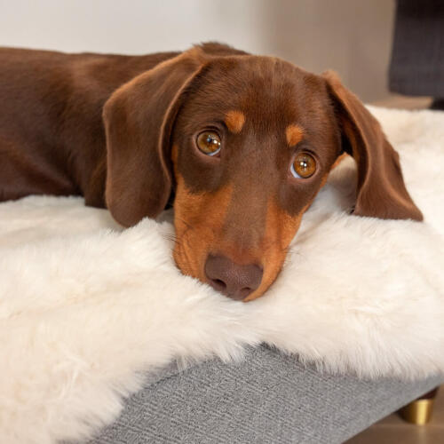 Nærbilde av dachshund legging på Omlet Topology hundeseng med saueskinn topper
