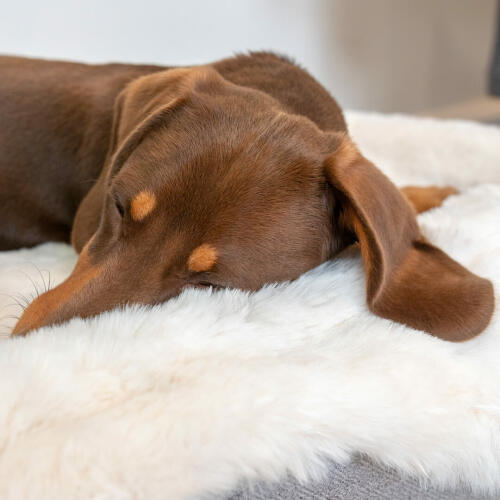 Close up of Dachshund Sleeping on Omlet Topology Dog Bed with Sheepskin Topper