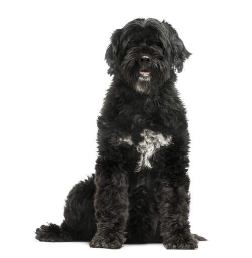 En stilig portugisisk vattenhund med tjock svart päls